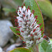 Arctic Willow Catkin (Salix arctica)