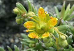 Yellow Mountain Saxifrage (Saxifraga aizoides)