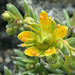 Yellow Mountain Saxifrage (Saxifraga aizoides)