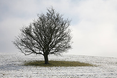 Lone tree at Anglezarke