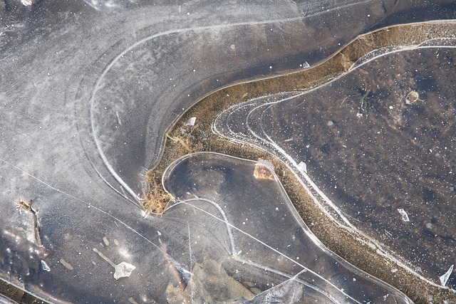 Ice on a puddle