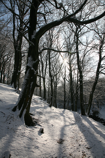 Woodlands at Tockholes