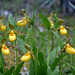 Small Northern Yellow Lady's Slipper (Cypripedium parviflorum var. makasin)