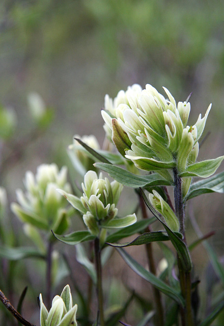 Western Indian Paintbrush (Castilleja occidentalis)