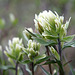 Western Indian Paintbrush (Castilleja occidentalis)