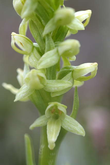 Green Bog Orchis (Platanthera huronensis)