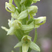 Green Bog Orchis (Platanthera huronensis)