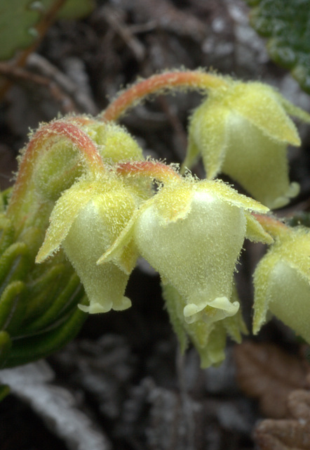 Yellow Mountain Heather (Phyllodoce glandulifera)