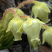 Yellow Mountain Heather (Phyllodoce glandulifera)