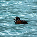 Harlequin Duck (Histrionicus histrionicus)