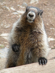 Hoary Marmot Begging