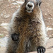 Hoary Marmot Begging