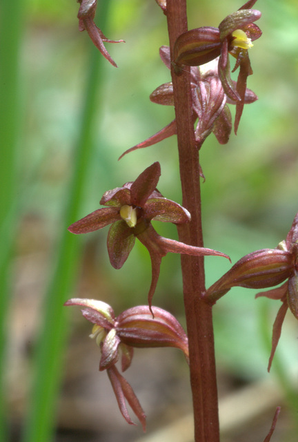 Western Heart-leaf Twayblade (Listera cordata var. cordata)