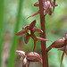 Western Heart-leaf Twayblade (Listera cordata var. cordata)