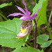 Eastern Fairy Slipper (Calypso bulbosa var. americana)