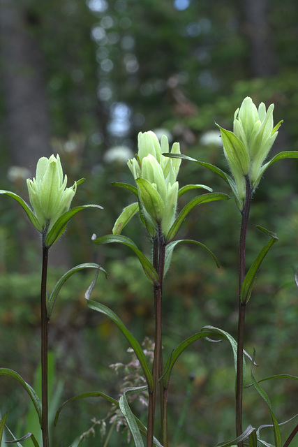 Labrador Indian Paintbrush (Castilleja septentrionalis)