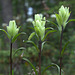 Labrador Indian Paintbrush (Castilleja septentrionalis)