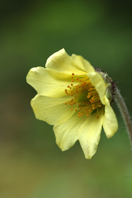 American Globeflower (Trollius laxus)