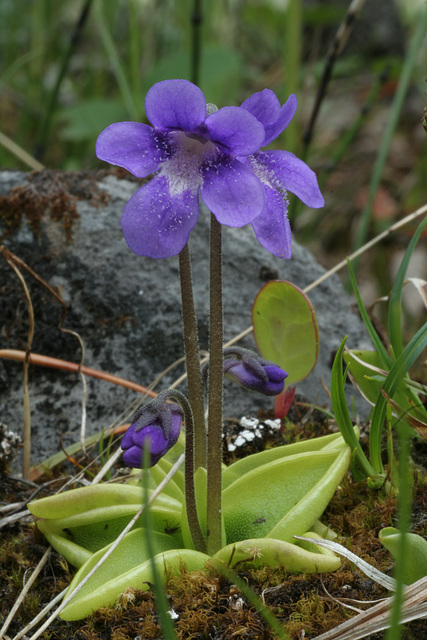 Common Butterwort (Pinguicula vulgaris)