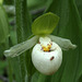 Sparrow's Egg Lady's Slipper (Cypripedium passerinum)