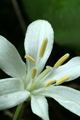 Queen-cup Lily (Clintonia uniflora)