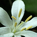 Queen-cup Lily (Clintonia uniflora)