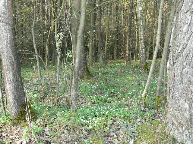 Frühling im Wald