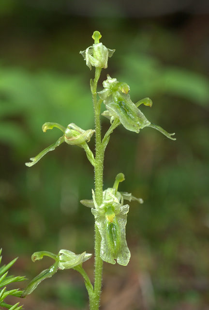 Listera borealis (Northern Twayblade)