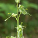 Listera borealis (Northern Twayblade)