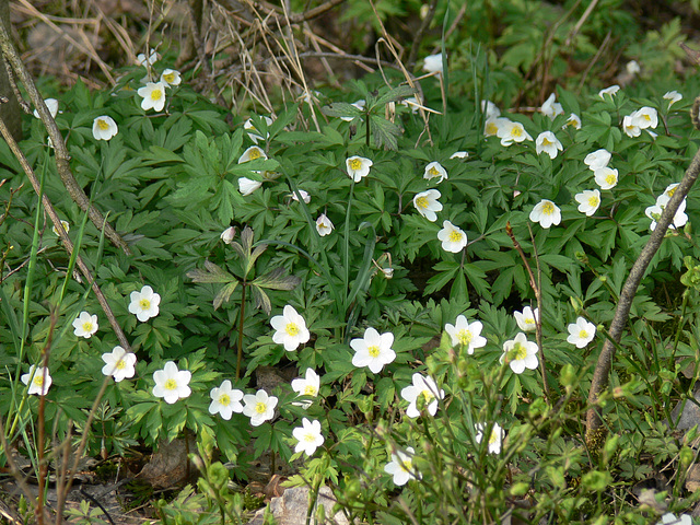 Waldblumen