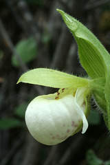 Sparrow's-Egg Lady's Slipper (Cypripedium passerinum)