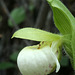 Sparrow's-Egg Lady's Slipper (Cypripedium passerinum)