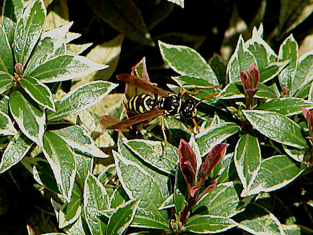 20090623 3775DSCw [D~LIP] Feldwespe (Polistes dominula), Bad Salzuflen