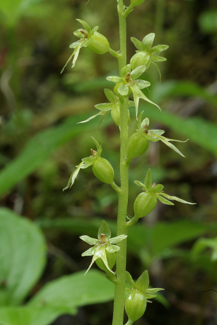 Western Heart-leaf Twayblade (Listera cordata var. cordata)