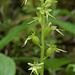 Western Heart-leaf Twayblade (Listera cordata var. cordata)