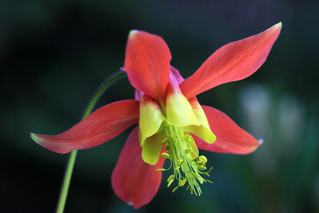 Red Columbine (Aquilegia formosa)