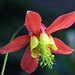 Red Columbine (Aquilegia formosa)