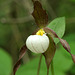 Mountain Lady's Slipper (Cypripedium montanum)