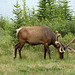 Bull Elk (Cervus canadensis) in Velvet