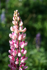 Lupines