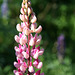 Lupines