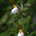 Mountain Lady's Slipper (Cypripedium montanum)