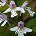 Round-leaf Orchis (Amerorchis rotundifolia)