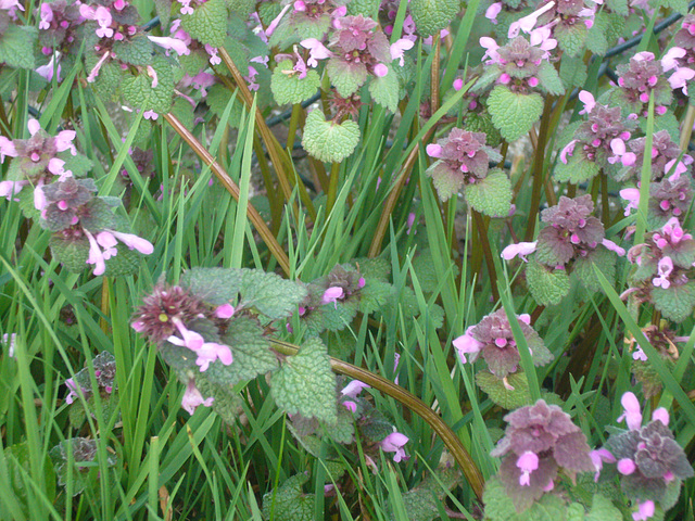 Deutsche Wildblume