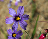 L.A. Garden Tour (6323)