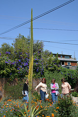 L.A. Garden Tour (6326)