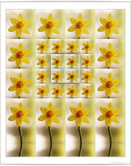 daffodils