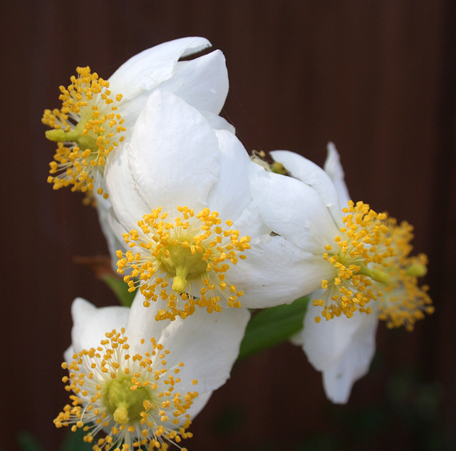 L.A. Garden Tour (6335)