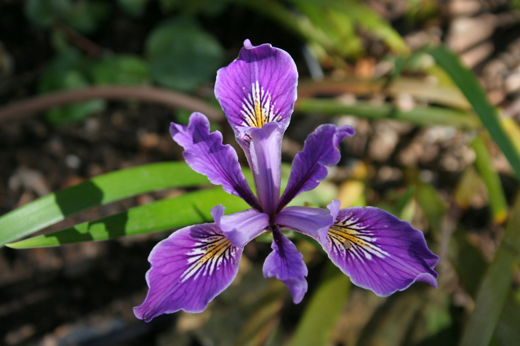 L.A. Garden Tour (6338)