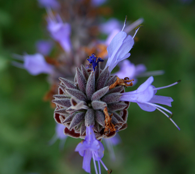 L.A. Garden Tour (6345)